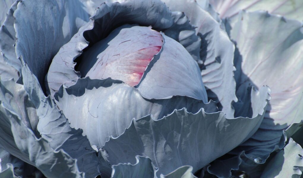 Le chou rouge en salade, bon pour le coeur